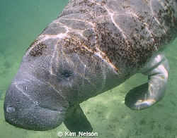 Cutest manatee ever!!! by Kim Nelson 